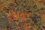 Polished Petrified Wood (Araucarioxylon) Slab - Arizona #358873-1